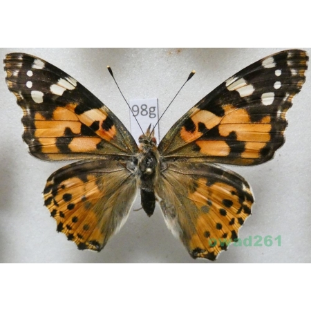 Vanessa cardui (Linnaeus, 1758) Rusałka osetnik Poland98g